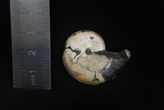 Fossil ammonite Aconeceras from Russia 2
