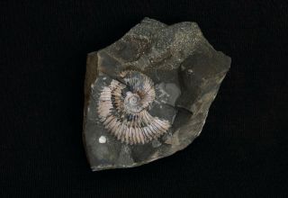 Fossil Jurassic Big Ammonite Costacadoceras Mundum From Russia