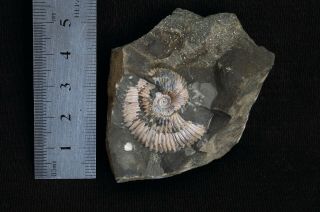Fossil Jurassic big ammonite Costacadoceras mundum from Russia 2