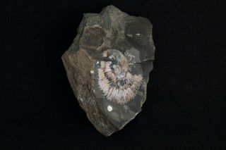 Fossil Jurassic big ammonite Costacadoceras mundum from Russia 3