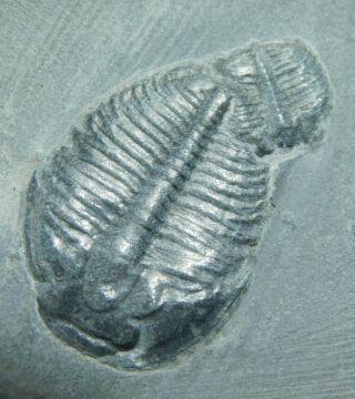 A 100 Natural 500 Million Year Old Elrathia Trilobite Fossil Utah 130gr A