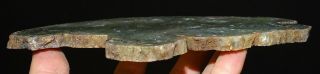 Mw: Petrified Wood MOSS AGATE LIMB CAST - Crooked River,  Oregon - Polished Slab 3