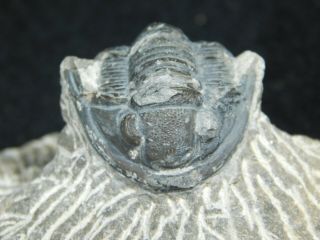 A Small 100 Natural Odontochile Sp.  ?? Trilobite Fossil From Morocco 85.  5gr