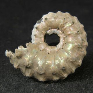 2.  2cm/0.  9in Nacre Pyrite Ammonite Kosmoceras Jurassic Callovian Russian Fossils