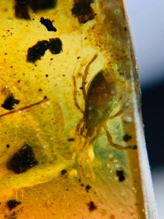 Uncommon Ixodoidea Tick Burmite Myanmar Burmese Amber Insect Fossil Dinosaur Age