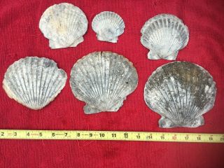 Most Unusual Giant Scallop Fossil Shell From Florida - Carolinapecten Eboreus