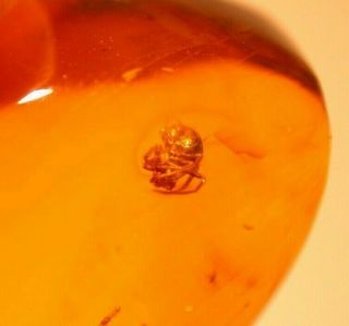 2 Spiders In Authentic Dominican Amber Fossil Gemstone