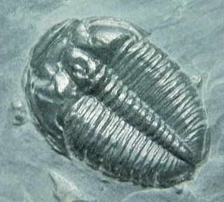 A 100 Natural 500 Million Year Old Elrathia Trilobite Fossil Utah 166gr A