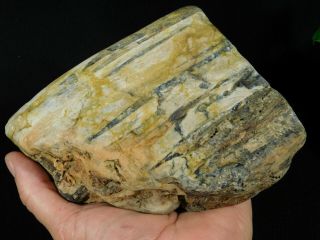 A Big 225 Million Year Old Petrified Wood Fossil From Utah 2005gr