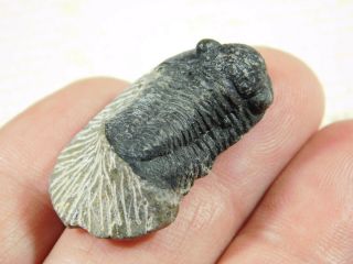 A Small 100 NATURAL Gerastos Granulosus Trilobite Fossil From Morocco 8.  9gr 2