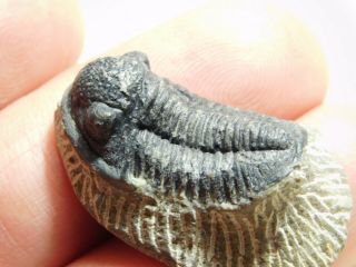 A Small 100 NATURAL Gerastos Granulosus Trilobite Fossil From Morocco 8.  9gr 3