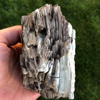 Petrified Wood Specimen - Coal Mine Basin Oregon (y30)