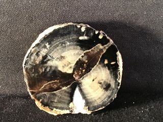 Rw “petrified Wood Round” From Eden Valley In Wyoming