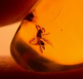 Winged Ant,  2 Flies In Authentic Dominican Amber Fossil Gemstone