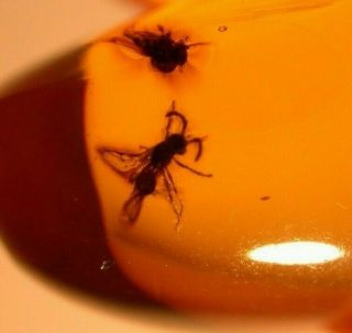 Winged Ant,  2 Flies in Authentic Dominican Amber Fossil Gemstone 2