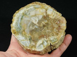 A Cut And Polished Petrified Wood Roller Fossil From Madagascar 462gr