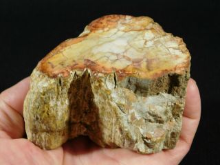 A Colorful Cut And Polished Petrified Wood Fossil From Madagascar 525gr