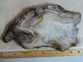 1 Pound,  8 Ounce,  Huge Slab,  Of Saddle Mountain,  Wa.  Petrified Wood
