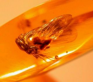 Fat Homopteran Cixiidae,  Spider In Authentic Dominican Amber Fossil Gemstone