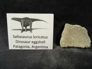 Dinosaur Bones Saltasaurus Loricatus Egg Shell,  Pataagonia,  Argentina