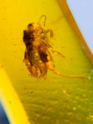pygmy sand cricket Burmite Myanmar Burmese Amber insect fossil dinosaur age 3