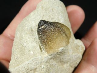 A 100 Million YEAR Old Dinosaur Era GLOBIDENS Mosasaurus Tooth Fossil 144gr 2