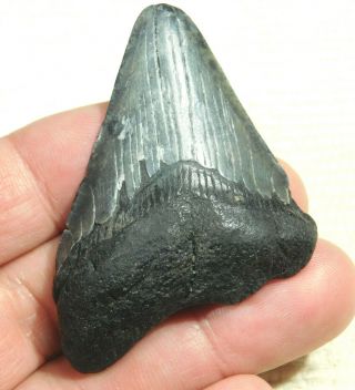 A And 100 Natural Carcharocles Megalodon Shark Tooth Fossil 29.  8gr