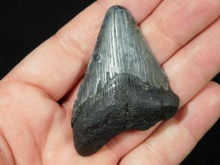 A and 100 Natural Carcharocles MEGALODON Shark Tooth Fossil 29.  8gr 2
