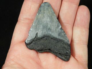 A and 100 Natural Carcharocles MEGALODON Shark Tooth Fossil 29.  8gr 3