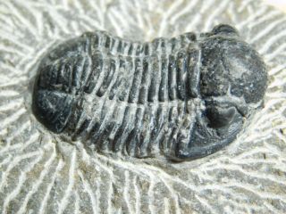 A 100 Natural Gerastos Granulosus Trilobite Fossil From Morocco 72.  2gr