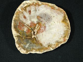 A Cut And Polished Petrified Wood Roller Fossil From Madagascar 291gr
