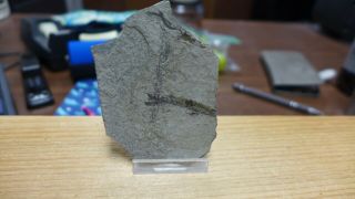 Geological Enterprises Miocene Fossil Fish,  Clupeomorth Azerbaijan B