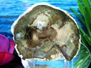 Petrified Wood Complete Round Slab W/bark - Green And Emerald - Green Blue