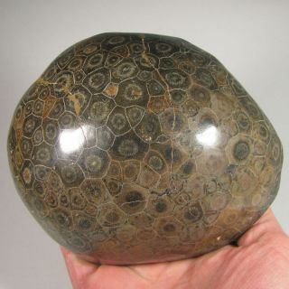 5.  4 " Polished Fossil Coral Specimen - Devonian Age - Morocco - 2.  6 Lbs.
