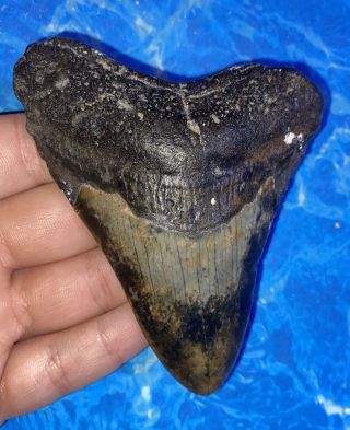 Megalodon Shark Tooth 3.  88” Huge Teeth Big Fossil Meg Scuba Diver Direct 1309