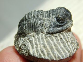 A Small 100 Natural Gerastos Granulosus Trilobite Fossil From Morocco 14.  8gr