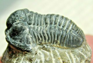 A Small 100 NATURAL Gerastos Granulosus Trilobite Fossil From Morocco 14.  8gr 2