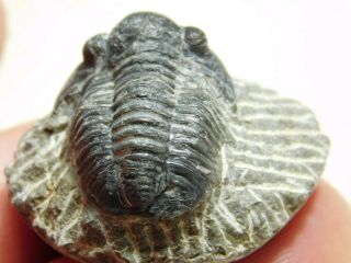 A Small 100 NATURAL Gerastos Granulosus Trilobite Fossil From Morocco 14.  8gr 3