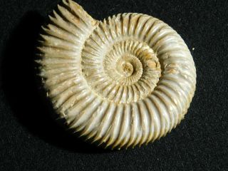 A Polished 200 Million Year Old White Ribbed Ammonite Fossil 90.  9gr