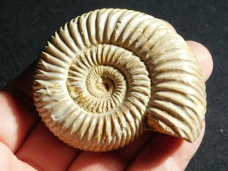 A Polished 200 Million Year Old WHITE Ribbed AMMONITE Fossil 90.  9gr 2
