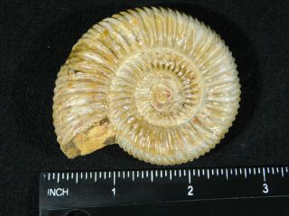 A Polished 200 Million Year Old WHITE Ribbed AMMONITE Fossil 90.  9gr 3