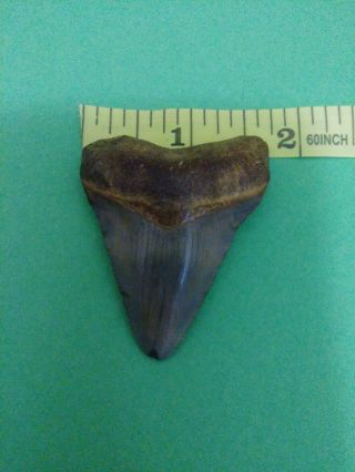 Vintage Pre Historic Shark Tooth Fossil