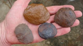 4 Rare Fossil Scallop Shells Deep South Ga Fl Fossil 20