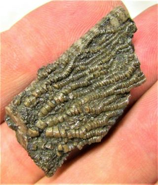 Rare Complete Crinoid Fossil Head Uk Jurassic Pentacrinites Fossilis Charmouth