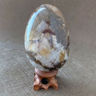 323g Natural Petrified Wood Egg Polished Specimen Madagascar J034