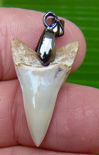 Land Site - Mako Shark Tooth Necklace - 1 & 1/8 In.  Real Fossil - Cali Find