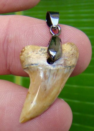 Land Site - Mako Shark Tooth Necklace - 1 & 3/16 In.  Real Fossil - Cali Find