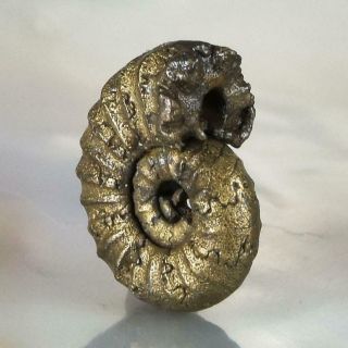 Ammonite Rare Gold Pyrite Fossil Crucilobiceras UK Focal Bead Pendant 1.  56 g 2