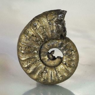 Ammonite Rare Gold Pyrite Fossil Crucilobiceras UK Focal Bead Pendant 1.  56 g 3