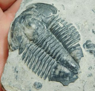 A Big And 100 Natural Asaphiscus Trilobite Fossil Cambrian Utah 233gr C